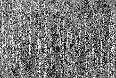 William Betts, Aspens, 2012
Acrylic paint on reverse drilled mirror acrylic, 48 x 71 in. (121.9 x 180.3 cm)
WBE-138