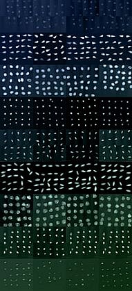 Dornith Doherty, Seed Viability X-Rays, 2008-2009
Digital Chromogenic Print, Edition of 3, 60 x 28 in. (152.4 x 71.1 cm)
3-Jan
DDO-088