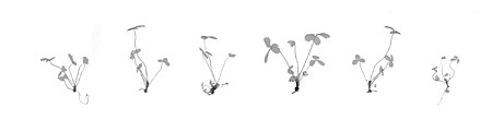 Dornith Doherty, Strawberry Clones, 2009
Archival Pigment Photograph, Edition of 3, 12 x 47 in. (30.5 x 119.4 cm)
3-Jan
DDO-104