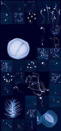 Dornith Doherty, Millennium Seed Bank Research Seedlings and Lochner-Stuppy Test Garden No.2, 2011
Digital Chromogenic Lenticular Photograph, Edition 2/3, 76 x 35 in. (193 x 88.9 cm)
upper left
DDO-129