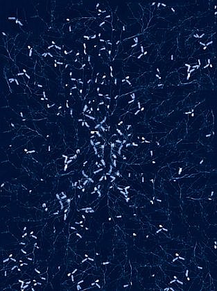 Dornith Doherty, Yuma, 2011
Digital Chromogenic Lenticular Photograph, Edition 1/3, 58 x 43 1/4 in. (147.3 x 109.9 cm)
DDO-136