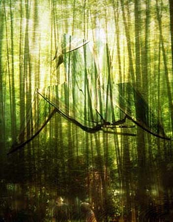Dornith Doherty, Bamboo Crane, 2005
Chromogenic color photograph, Edition of 9, 57 3/4 x 44 in. (146.7 x 111.8 cm)
DDO-009