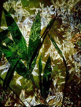 Dornith Doherty - Daitokuji Perimeter