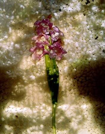Dornith Doherty, Dry Garden, 2003
Chromogenic color photograph, Edition of 9, 56 1/4 x 44 in. (142.9 x 111.8 cm)
DDO-011