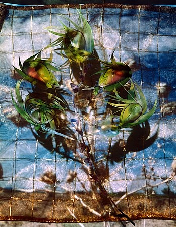 Dornith Doherty, False Yucca, 2004
Chromogenic color photograph, Edition of 9, 55 x 44 in. (139.7 x 111.8 cm)
DDO-025