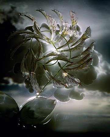 Dornith Doherty, Glyph, 2003
Chromogenic color photograph, Edition of 9, 50 x 40 in. (127 x 101.6 cm)
DDO-026