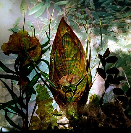 Dornith Doherty, Mantis, 2004
Chromogenic color photograph, Edition of 9, 40 x 40 in. (101.6 x 101.6 cm)
DDO-018