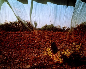 Dornith Doherty - Palm