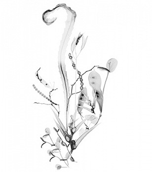 Dornith Doherty - Columbian Exchange I