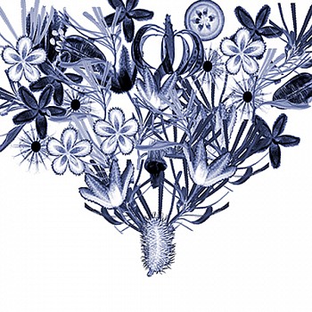 Dornith Doherty - Australia