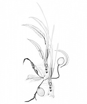 Dornith Doherty - Columbian Exchange III