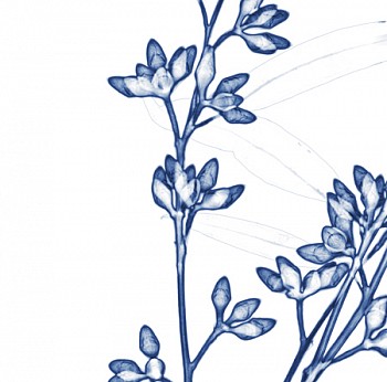 Dornith Doherty - Eucalyptus I