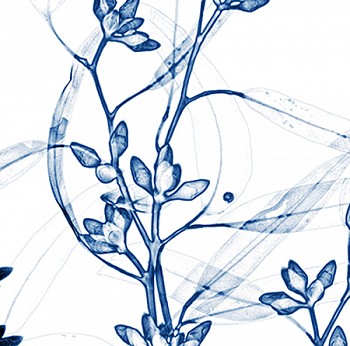 Dornith Doherty - Eucalyptus III