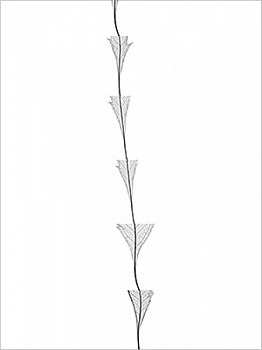 Dornith Doherty - Waratah