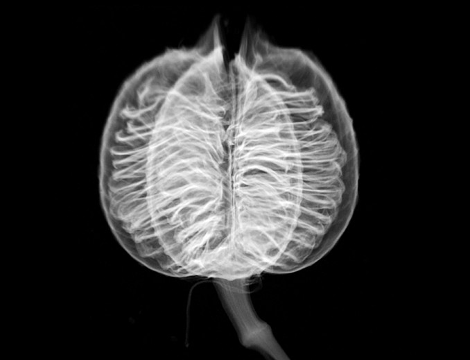 News: REVIEW: Dornith Doherty at the Amon Carter Museum of Art, October 23, 2017 - Arie Bouman of Arts+Culture Texas Magazine