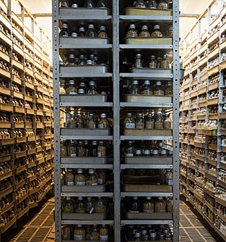 Work:&nbsp;Seed Vault, Kuban Experimental Station, Russia