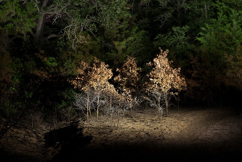 Dornith Doherty, Copse, 2018
Archival Pigment Print on Paper, Edition 1/3, 40 x 60 in.
DDO-230