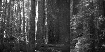 William Betts - Redwoods, Marin County, California