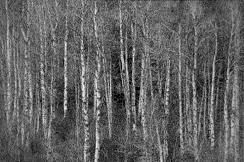 William Betts - Aspens