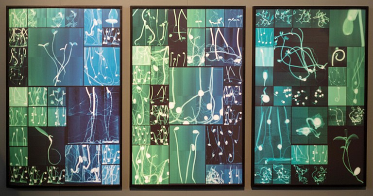 News: REVIEW: Dornith Doherty at the Impressions Gallery, Bradford, UK, November 4, 2020 - Giovanna L. Costantini for Leonardo