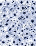 Dornith Doherty News: ARTICLE: Dornith Doherty in Antennae #52, October 1, 2020 - Katherine Ryckman Siegwarth
