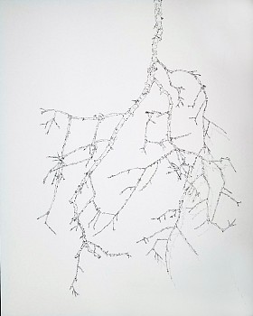 Work: 6749 - parts of a tree limb