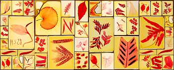 Dornith Doherty - Anthenaeum